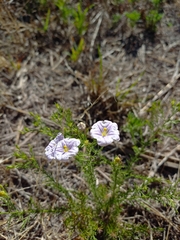 Nierembergia linariifolia