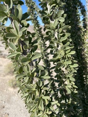 Fouquieria splendens splendens