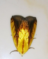 Xanthodes intersepta