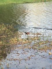 Jacana jacana