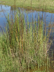 Equisetum fluviatile