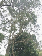 Melaleuca alternifolia