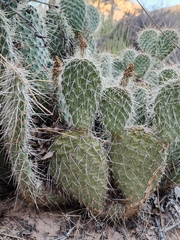 Opuntia polyacantha erinacea