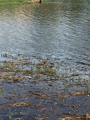 Jacana jacana
