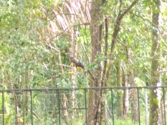 Trogon viridis