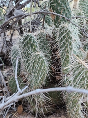 Opuntia polyacantha erinacea