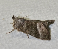 Papaipema eupatorii