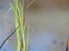 Equisetum fluviatile