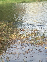 Jacana jacana