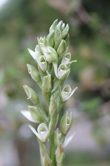Chloraea membranacea