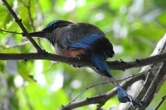 Eumomota superciliosa