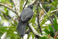 Trogon melanocephalus