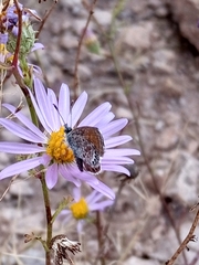 Brephidium exilis exilis