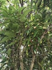 Macadamia tetraphylla