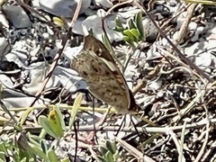 Junonia coenia