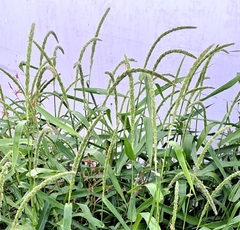 Setaria magna