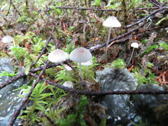 Mycena stipata
