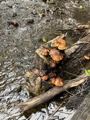 Physalacriaceae