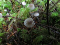 Mycena stipata