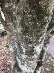 Macadamia tetraphylla