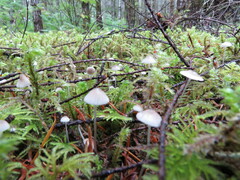 Mycena stipata