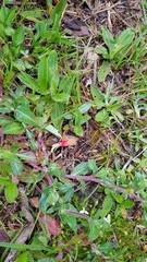 Oenothera epilobiifolia