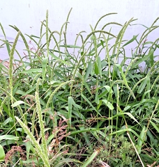 Setaria magna