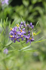 Solanum angustifidum