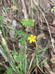 Oxalis perennans