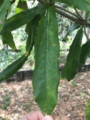 Macadamia tetraphylla