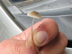 Mycena stipata