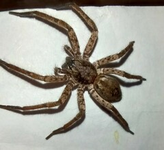 Tomopisthes horrendus