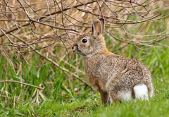 Sylvilagus floridanus