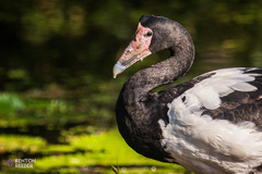 Anseranas semipalmata
