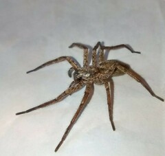 Tomopisthes horrendus