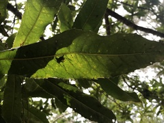 Macadamia tetraphylla