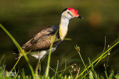 Irediparra gallinacea