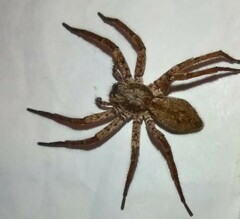 Tomopisthes horrendus