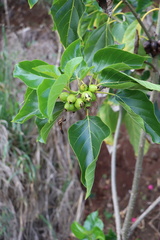Cordia subcordata