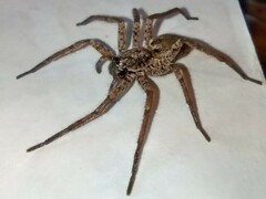 Tomopisthes horrendus
