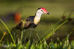 Irediparra gallinacea