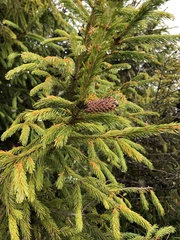 Picea morrisonicola