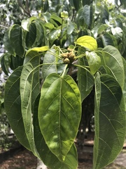 Sterculia quadrifida