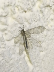 Brachynemurus versutus