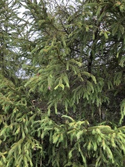 Picea morrisonicola