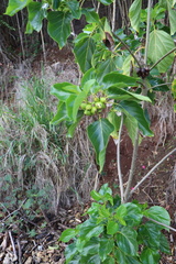 Cordia subcordata