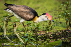 Irediparra gallinacea