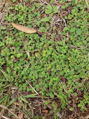 Euphorbia cordifolia