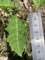 Solanum prinophyllum