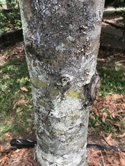 Sterculia quadrifida